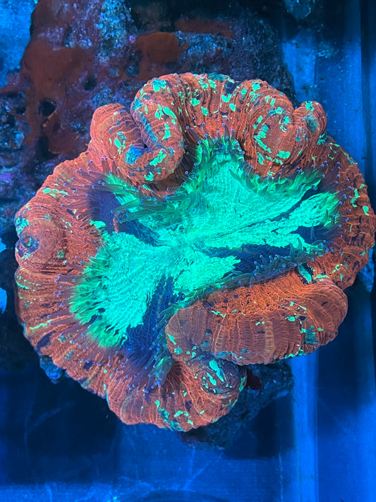 WYSIWYG Trachyphyllia #1