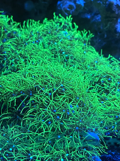 Green Star Polyp