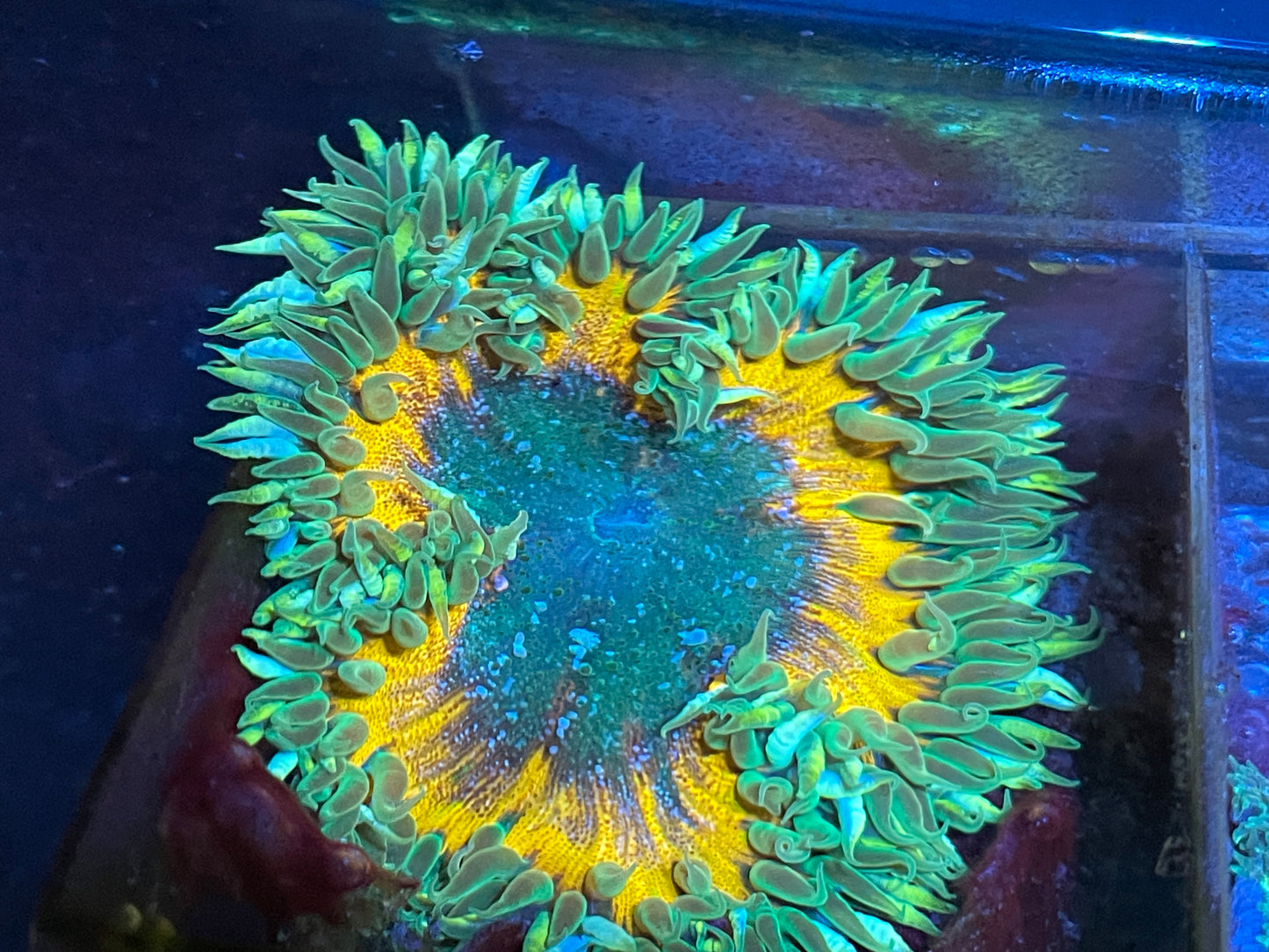 Rock Flower Anemone