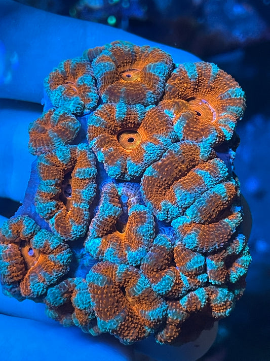 Blue and Red Acan Micromussa