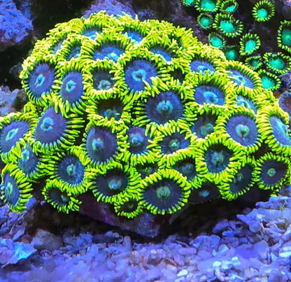 Blueberry Field Zoanthid Frag